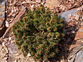Picea abies Globus IMG_5063 (VALENTA) Świerk pospolity